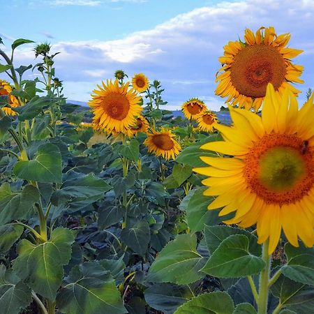 Provence Luberon Goult Gite Mafasuza Dış mekan fotoğraf
