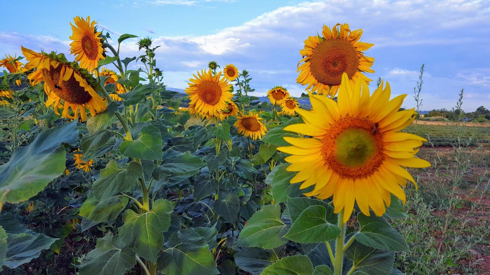 Provence Luberon Goult Gite Mafasuza Dış mekan fotoğraf
